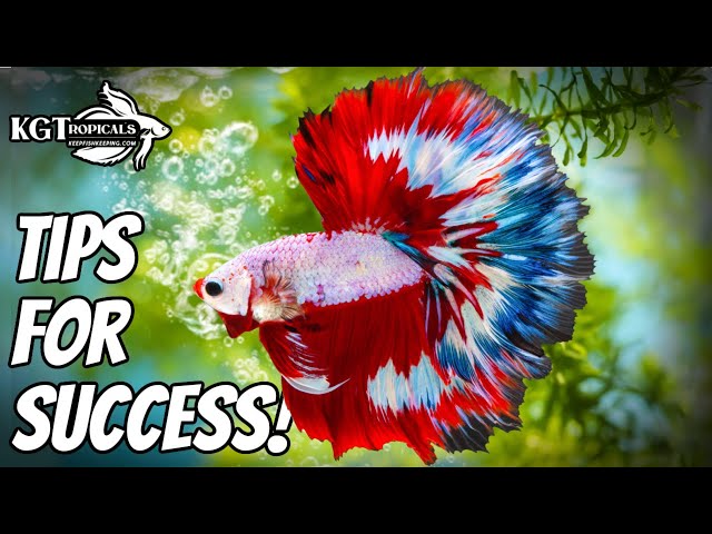 Top 10 Tips To Make Your Betta Fish Happy
