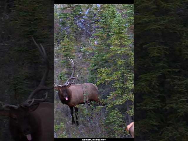 Biggest Elk Bull Courts and Bugles During the Rut - the Sheriff
