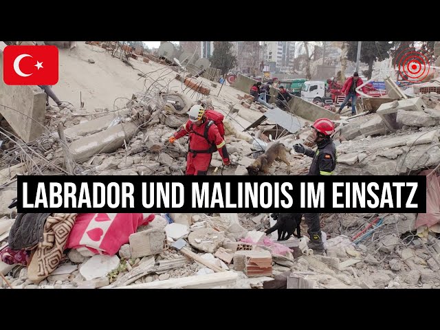 10.02.2023 #Adıyaman Spürhunde suchen in Trümmern zerstörter Häuser #Erdbeben-Überlebende in #Türkei