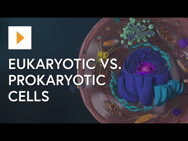 Prokaryotic vs Eukaryotic Cells - High School Biology