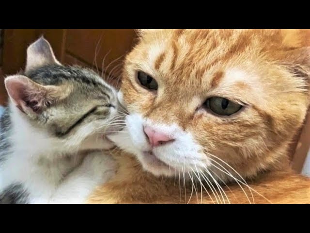 Funny animal videos😸 Funny cat videos and dogs - Funny animals 294