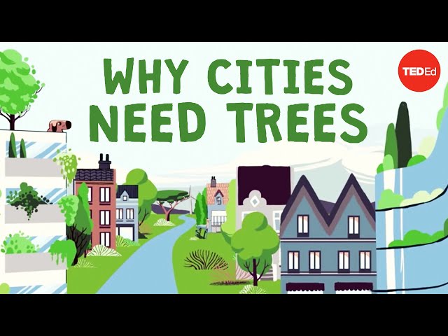 What happens if you cut down all of a city's trees? - Stefan Al