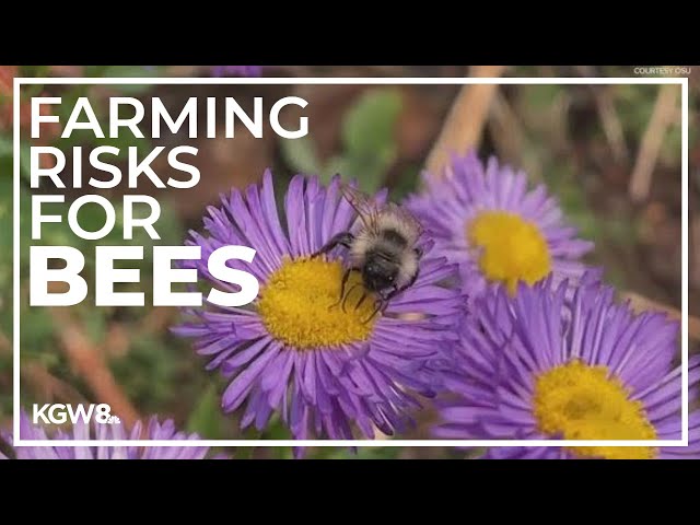 New study finds single-crop farming could harm bees