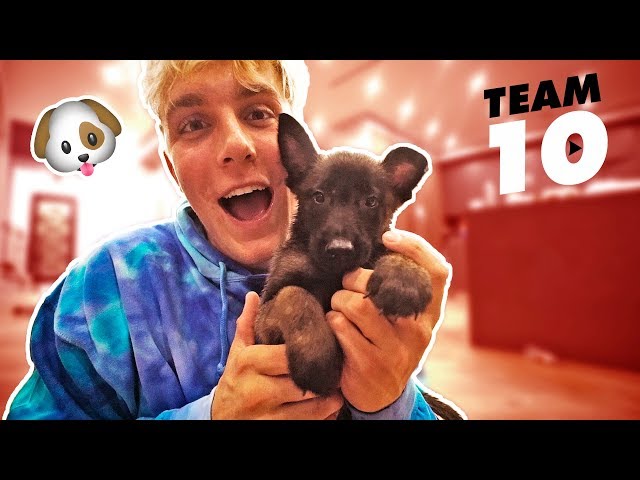 I ACTUALLY BOUGHT A PUPPY  **not clickbait**
