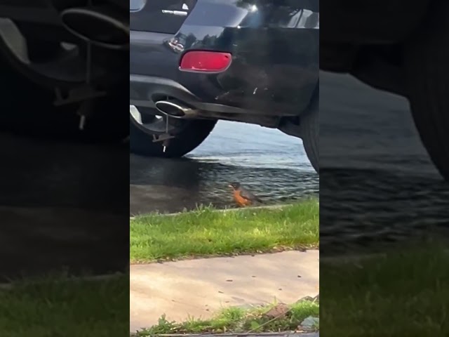 Tiny bird bathes in water on the street after hydrant testing in York, Pennsylvania