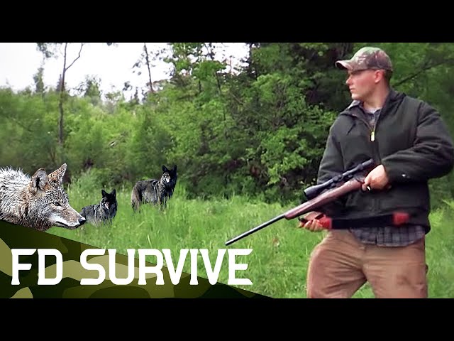 Survival Stories: Pack of Coyotes Ambush Hunter | Fight To Survive | FD Survive
