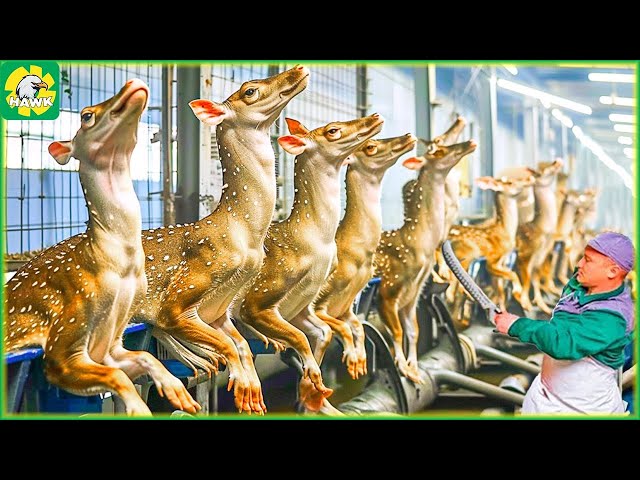 🦌 How Farmers Raise and Process Deer Meat | Processing Factory