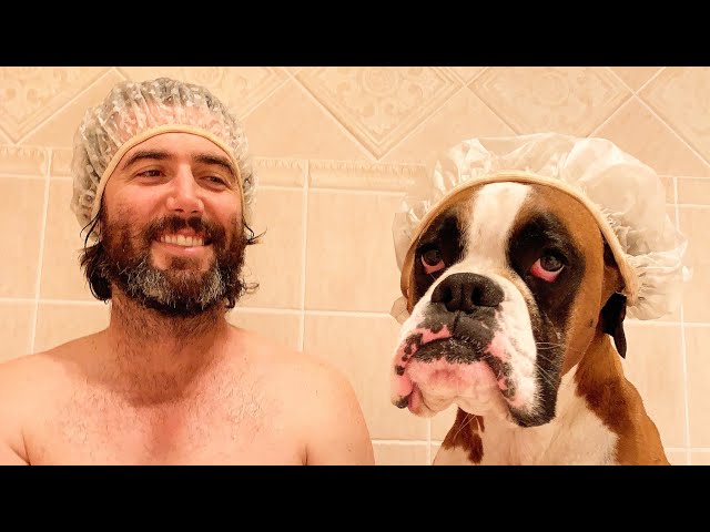 Bandit the Boxer in the bath with Luke
