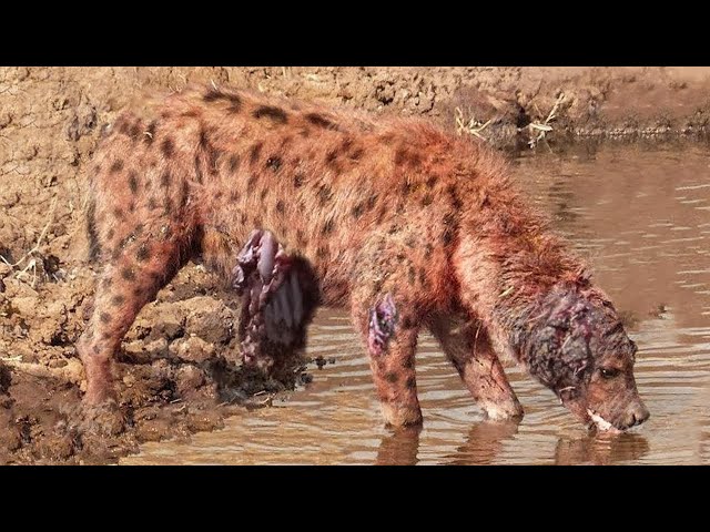 Injured Hyena and The Enemy Take Advantage of Opportunity