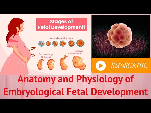 Anatomy and Physiology of Embryological Fetal Development