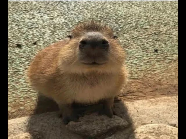 Top 6 Capybara (part 981)