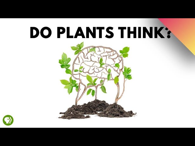 The Hidden World of Plant Intelligence