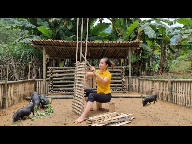 Building Bamboo House For Pig 2022, Make Bamboo Fence - Ep.98
