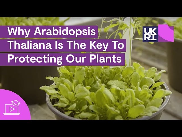 Why Arabidopsis Thaliana Is The Key To Protecting Our #Plants | Thale Cress Explained