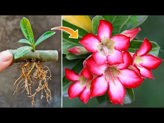 You will be surprised if you propagate Plumeria this way│Adenium obesum