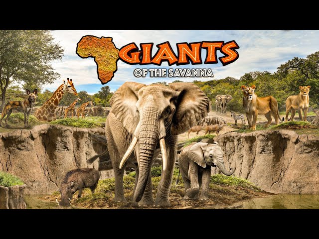 Zoo Tours: Giants of the Savanna | Dallas Zoo (AWARD WINNING!)