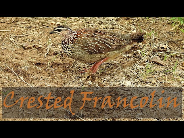 Crested Francolin (Dendroperdix sephaena) Bird Call & Video | Stories Of The Kruger