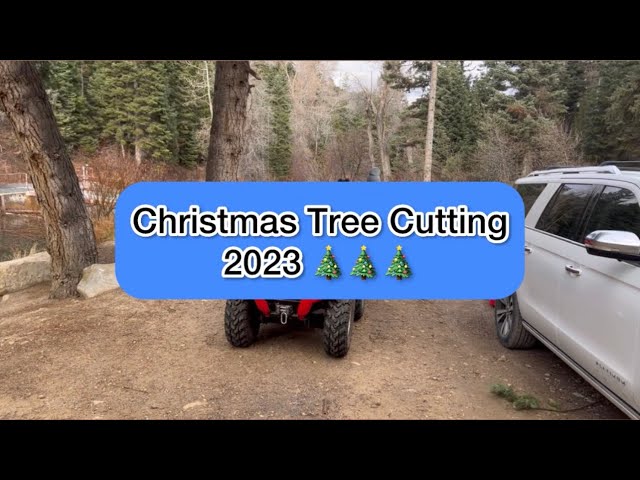We cut down our own Christmas tree! (2023 edition)