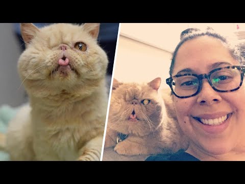 Watch Viral Cat Videos