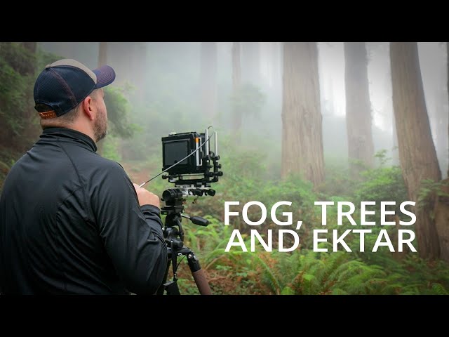 Mist And Redwoods - Continued | Large Format Photography 2021 - Episode 6