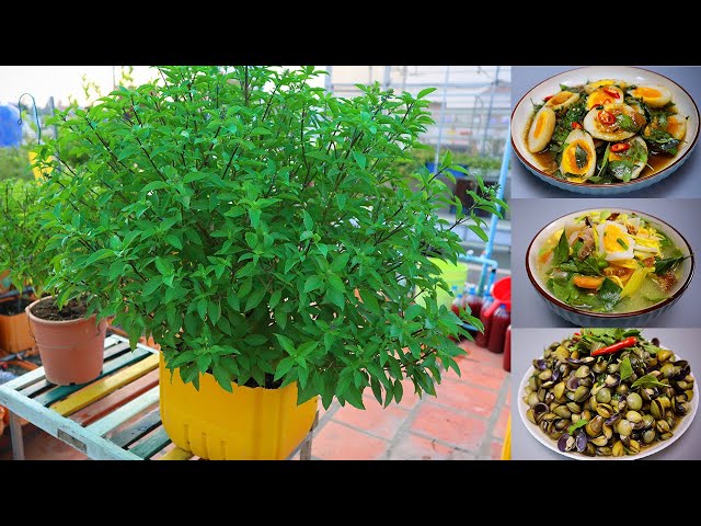 Growing sweet basil in small vs big pots from seed until harvest | sweet basil recipes