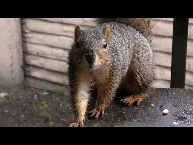 A Very Wet Squirrel Wants More Nuts! - Spencer