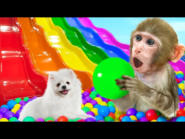 KiKi Monkey jump into Ball Pit Pool from Waterslide & make Miniature Rainbow Jelly |KUDO ANIMAL KIKI