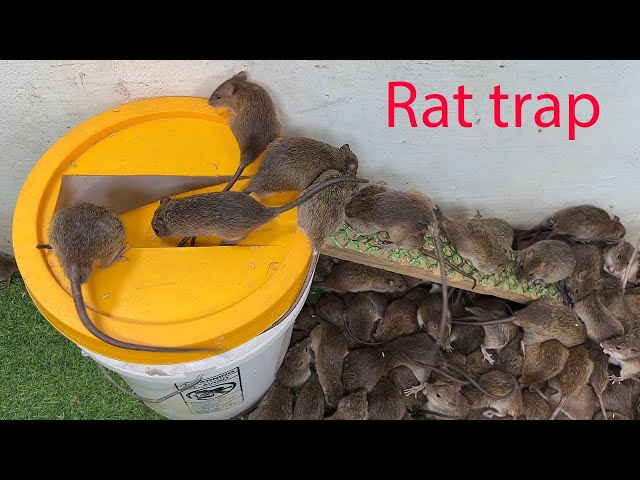 Mouse trap  Mouse trap with paint bucket \ The world's best home mouse trap